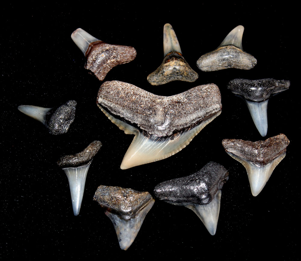 Ten Fossil Shark Teeth, Colorado found