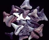 Assorted Fossil Shark Teeth Assorted Fossil Shark Teeth