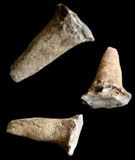 Petrified Antler Petrified Antler
