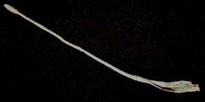 Cosmetic or Medical Spoon (Ligula), 1st-3rd Cent. Cosmetic or Medical Spoon (Ligula), 1st-3rd Cent.