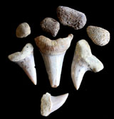 Instant paleontology collection, dinosaur bones and more Instant paleontology collection, dinosaur bones and more