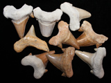 Large Fossil Shark Teeth Large Fossil Shark Teeth