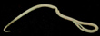 Sewing Needle, c. 1st-3rd Cent Sewing Needle, c. 1st-3rd Cent