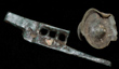 Lock Part and Plate Fastener, c. 1st-3rd Cent. Lock Part and Plate Fastener, c. 1st-3rd Cent.