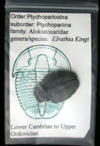 Attributed Trilobites Attributed Trilobites
